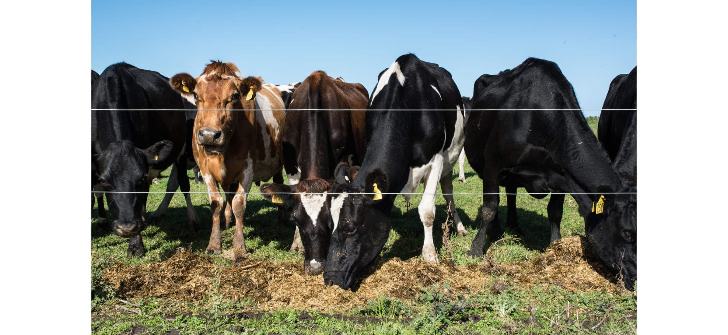 A row of cows eat grass by a wired fence.